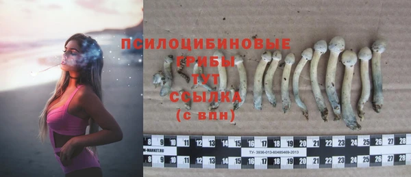 шишки Арсеньев